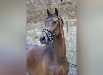 Trakehner, Wallach, 4 Jahre, 165 cm, Brauner