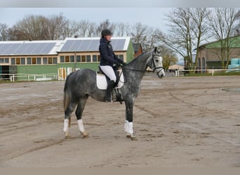 Trakehnare, Valack, 4 år, 166 cm, Grå