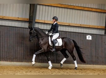 Trakehnare, Valack, 4 år, 166 cm, Svart