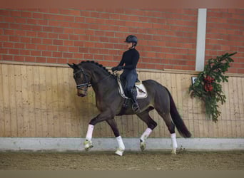 Trakehnare, Valack, 4 år, 167 cm, Brun