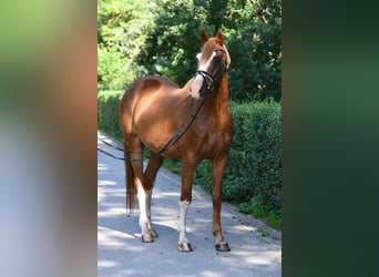 Trakehnare, Valack, 4 år, 167 cm, fux