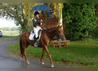 Trakehner, Wallach, 4 Jahre, 168 cm, Dunkelfuchs