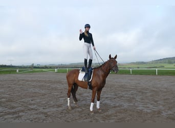 Trakehner, Wallach, 4 Jahre, 168 cm, Dunkelfuchs