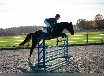 Trakehnare, Valack, 4 år, 168 cm, Mörkbrun