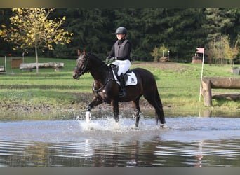 Trakehnare, Valack, 4 år, 168 cm, Mörkbrun