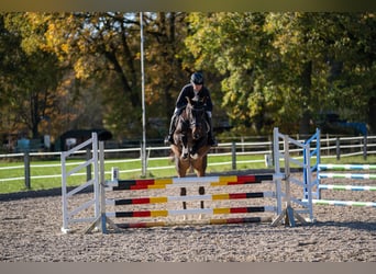 Trakehnare, Valack, 4 år, 168 cm, Mörkbrun