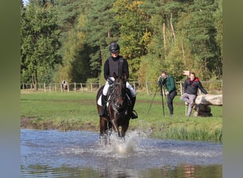 Trakehnare, Valack, 4 år, 168 cm, Mörkbrun