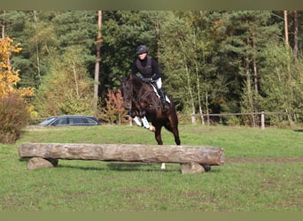 Trakehnare, Valack, 4 år, 168 cm, Mörkbrun