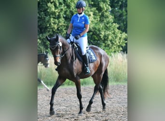 Trakehnare, Valack, 4 år, 169 cm, Mörkbrun