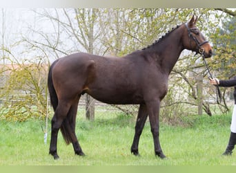 Trakehnare, Valack, 4 år, 169 cm, Mörkbrun
