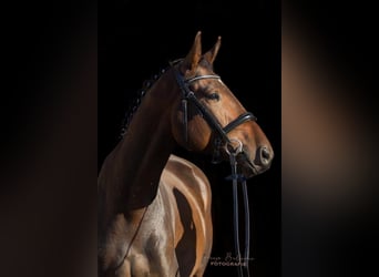 Trakehnare, Valack, 4 år, 169 cm, Mörkbrun
