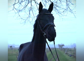 Trakehnare, Valack, 4 år, 175 cm, Svart