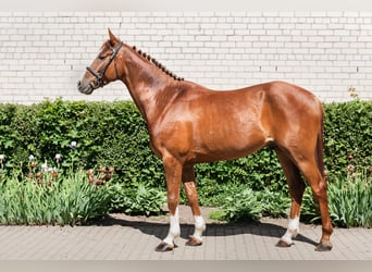 Trakehnare, Valack, 5 år, 164 cm, Fux