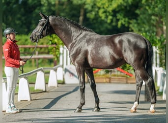 Trakehnare, Valack, 5 år, 166 cm, Rökfärgad svart