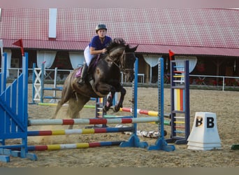 Trakehnare, Valack, 5 år, 168 cm, Svart