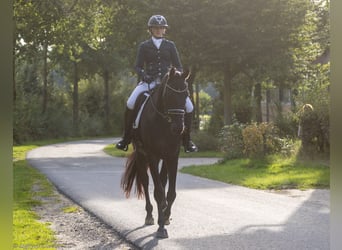 Trakehnare, Valack, 5 år, 175 cm, Svart