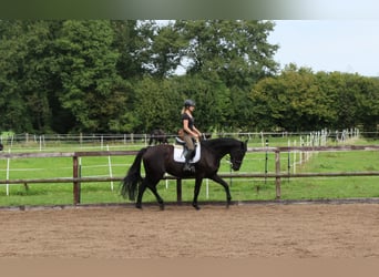 Trakehnare, Valack, 6 år, 173 cm, Rökfärgad svart