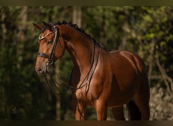 Trakehnare, Valack, 7 år, 168 cm, Brun