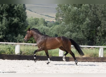 Trakehnare, Valack, 8 år, 167 cm, Rökfärgad svart