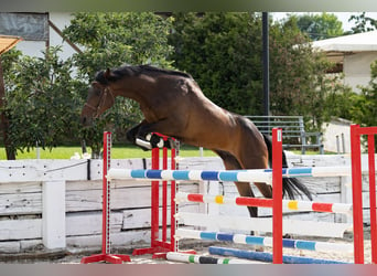 Trakehnare, Valack, 8 år, 167 cm, Rökfärgad svart