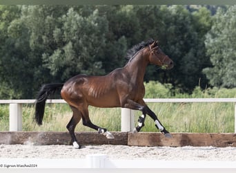 Trakehnare, Valack, 8 år, 167 cm, Rökfärgad svart