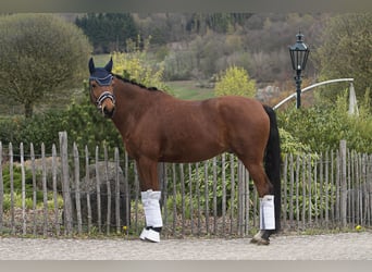 Trakehner, Caballo castrado, 10 años, 160 cm, Castaño