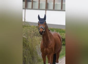 Trakehner, Caballo castrado, 10 años, 160 cm, Castaño