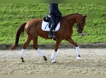 Trakehner, Caballo castrado, 10 años, 165 cm, Alazán
