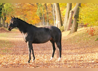 Trakehner, Caballo castrado, 10 años, 165 cm, Castaño oscuro