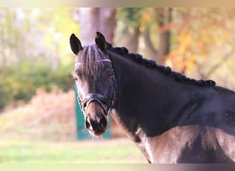 Trakehner, Caballo castrado, 10 años, 165 cm, Castaño oscuro