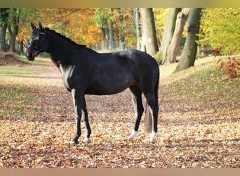 Trakehner, Caballo castrado, 10 años, 165 cm, Castaño oscuro