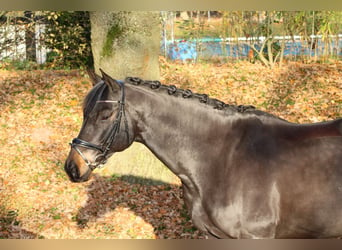 Trakehner, Caballo castrado, 10 años, 165 cm, Castaño oscuro