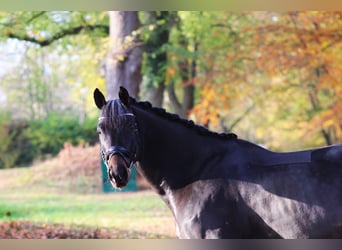 Trakehner, Caballo castrado, 10 años, 165 cm, Castaño oscuro