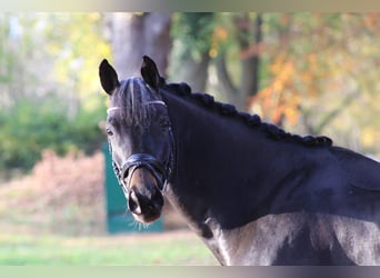 Trakehner, Caballo castrado, 10 años, 165 cm, Castaño oscuro