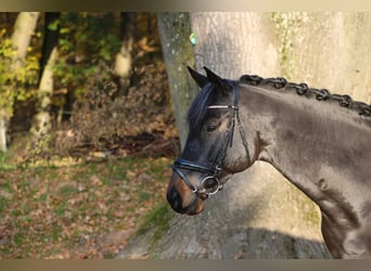 Trakehner, Caballo castrado, 10 años, 165 cm, Castaño oscuro