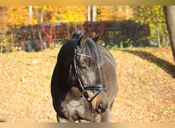 Trakehner, Caballo castrado, 10 años, 165 cm, Castaño oscuro