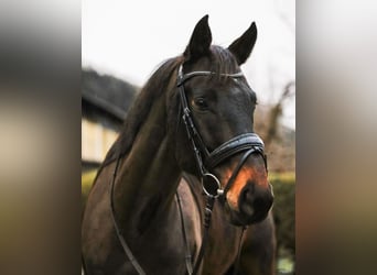 Trakehner, Caballo castrado, 10 años, 167 cm, Castaño oscuro