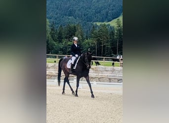 Trakehner, Caballo castrado, 10 años, 167 cm, Castaño oscuro