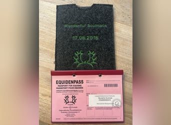 Trakehner, Caballo castrado, 10 años, 167 cm, Castaño oscuro