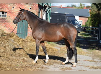 Trakehner, Caballo castrado, 10 años, 169 cm, Castaño