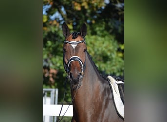 Trakehner, Caballo castrado, 10 años, 169 cm, Castaño