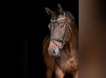 Trakehner, Caballo castrado, 10 años, 172 cm, Castaño