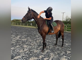 Trakehner, Caballo castrado, 10 años, 173 cm, Castaño oscuro