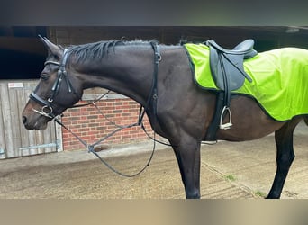 Trakehner, Caballo castrado, 10 años, 173 cm, Castaño oscuro