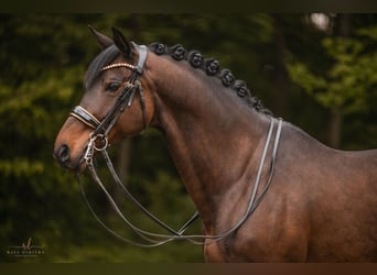 Trakehner, Caballo castrado, 11 años, 165 cm, Castaño oscuro