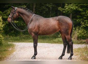 Trakehner, Caballo castrado, 11 años, 165 cm, Castaño oscuro