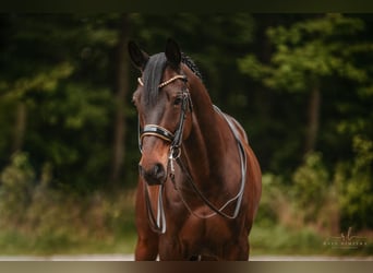 Trakehner, Caballo castrado, 11 años, 165 cm, Castaño oscuro