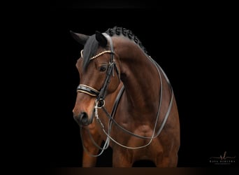 Trakehner, Caballo castrado, 11 años, 165 cm, Castaño oscuro
