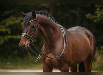 Trakehner, Caballo castrado, 11 años, 165 cm, Castaño oscuro
