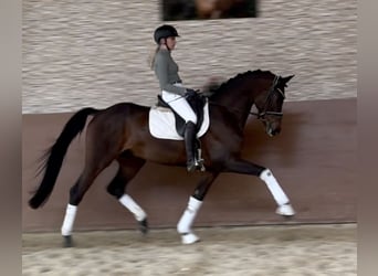 Trakehner, Caballo castrado, 11 años, 165 cm, Castaño oscuro